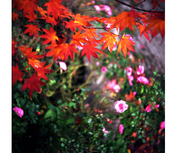 "Flaming Maple" Photograph by Duncan Green